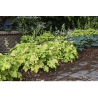 Heuchera  ’Apple Twist´ P13  5/10