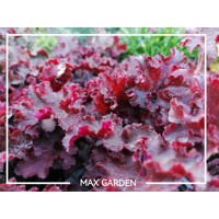 Heuchera americana ’Melting Fire´