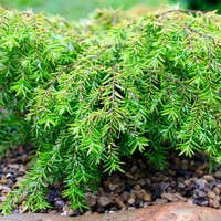 Jedlovec kanadský  - Tsuga canadensis 'Jeddeloh' Co5L 15/20
