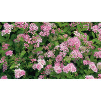 Spiraea japonica ´Little Princess´ Co1L