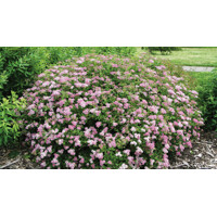 Spiraea japonica ´Little Princess´