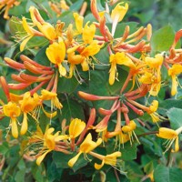 Zemolez Telmanniana - Lonicera x tellmanniana - 60/80cm