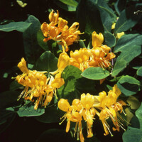 Zemolez Telmanniana - Lonicera x tellmanniana - 60/80cm