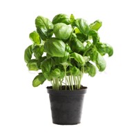 Bazalka - Ocimum Basilicum