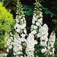 Stra?onôžka - Delphinium 'Galahad' K9