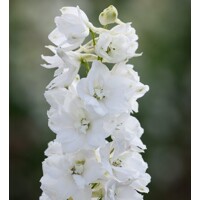 Stra?onôžka - Delphinium 'Galahad' K9