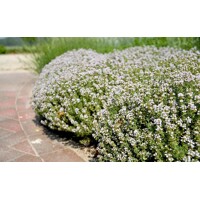 Dúška - Thymus vulgaris 'Compactus'  Co1.5L
