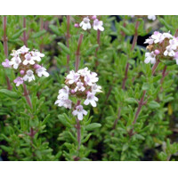 Dúška - Thymus vulgaris 'Compactus'  Co1.5L