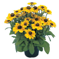 Rudbekia žiarivá  - Rudbeckia ´Toto Gold´ P14