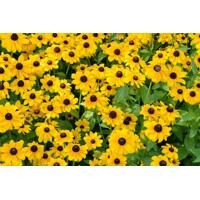 Rudbekia žiarivá  - Rudbeckia ´Toto Gold´ P14