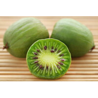 Actinidia arguta - Kiwi 'Issai'  -  samosprašná -60/80cm