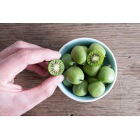 Actinidia arguta - Kiwi 'Issai'  -  samosprašná -60/80cm