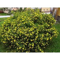 Nátržník - Potentilla fruticosa 'Goldfinger' Co1L