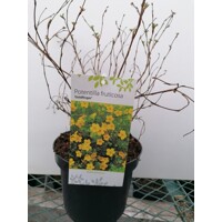 Nátržník - Potentilla fruticosa 'Goldfinger' Co1L