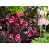 Weigela florida ´Alexandra´