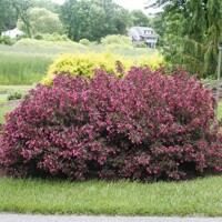 Weigela florida ´Alexandra´