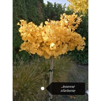 Ginko dvojlalo?né - Ginkgo biloba ´Mariken´ - na 90cm kmeni