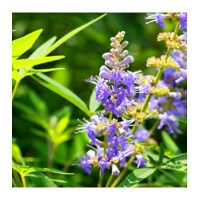Vitex jah?ací - Vitex agnus castus - 20/30cm
