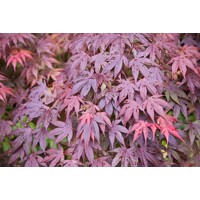 Javor dla?olistý  - Acer palmatum 'Shaina' - 80/100cm