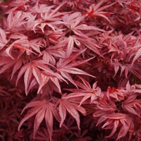 Javor dla?olistý  - Acer palmatum 'Shaina' - 80/100cm