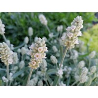 Levandu?a úzkolistá  - Lavandula angustifolia 'Ellegance Ice White'