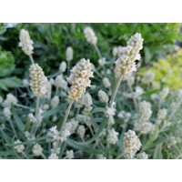 Levandu?a úzkolistá  - Lavandula angustifolia 'Ellegance Ice White'