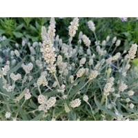 Levandu?a úzkolistá  - Lavandula angustifolia 'Ellegance Ice White'