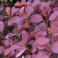 Škumpa vlasatá ‘Royal Purple’ – okrasný ker s fialovým listom | Maxgarden