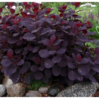 Škumpa vlasatá ‘Royal Purple’ – okrasný ker s fialovým listom | Maxgarden
