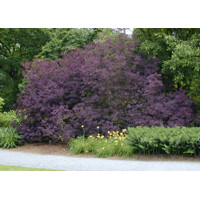 Škumpa vlasatá ‘Royal Purple’ – okrasný ker s fialovým listom | Maxgarden