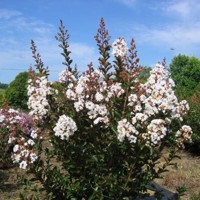Myrta krepová tmavo ružová - Lagerstroemia indica ´ Bianco Grassi´  Co3L 60/100