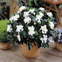 Gardenia jasminoides – Kráľovná vône a luxusného lesku
