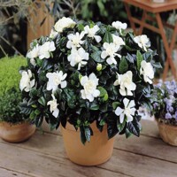 Gardenia ´Jasminoides´  Co1L