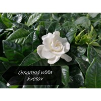 Gardenia jasminoides – Kráľovná vône a luxusného lesku