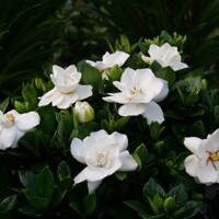 Gardenia jasminoides – Kráľovná vône a luxusného lesku