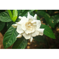 Gardenia jasminoides – Kráľovná vône a luxusného lesku