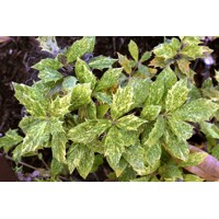 Osmanthus heterophyllus ‘Goshiki’ – vždyzelený ker s panašovanými listami