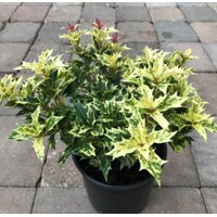 Osmanthus heterophyllus ‘Goshiki’ – vždyzelený ker s panašovanými listami