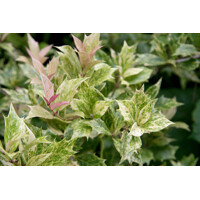 Osmanthus heterophyllus ‘Goshiki’ – vždyzelený ker s panašovanými listami