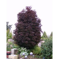 Javor mlie?ny - Acer platanoides ´Crimson Sentry´ - na 200cm kmeni, 10/12