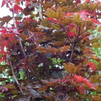 Javor mlie?ny - Acer platanoides ´Crimson Sentry´ - na 200cm kmeni, 10/12