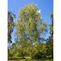 Breza previsnutá - Betula pendula Co15L  8/10