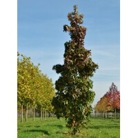 Ambrovník styraxový - Liquidambar styraciflua 'SLENDER SILHOUETTE´ - 250+cm