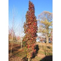 Ambrovník styraxový - Liquidambar styraciflua 'SLENDER SILHOUETTE´ - 250+cm