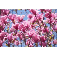 Magnolia 'Galaxy'  Co10,5L  150/200