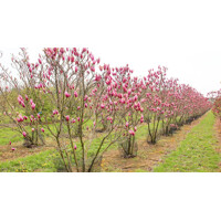 Magnolia 'Galaxy'  Co10,5L  150/200