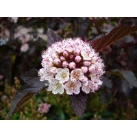 Tavoľa kalinolistá  - Physocarpus opulifolius ´Summer Wine´