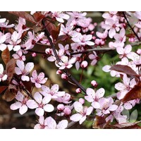 Slivka čerešňoplodá  - Prunus cerasifera 'Nigra' Co18/20L 6/8  vysokokmeň  KM200