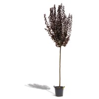 Slivka čerešňoplodá  - Prunus cerasifera 'Nigra' Co18/20L 6/8  vysokokmeň  KM200