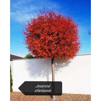 Viš?a krovitá - Prunus fruticosa 'Globosa' - na 210cm kmeni, 8/10
